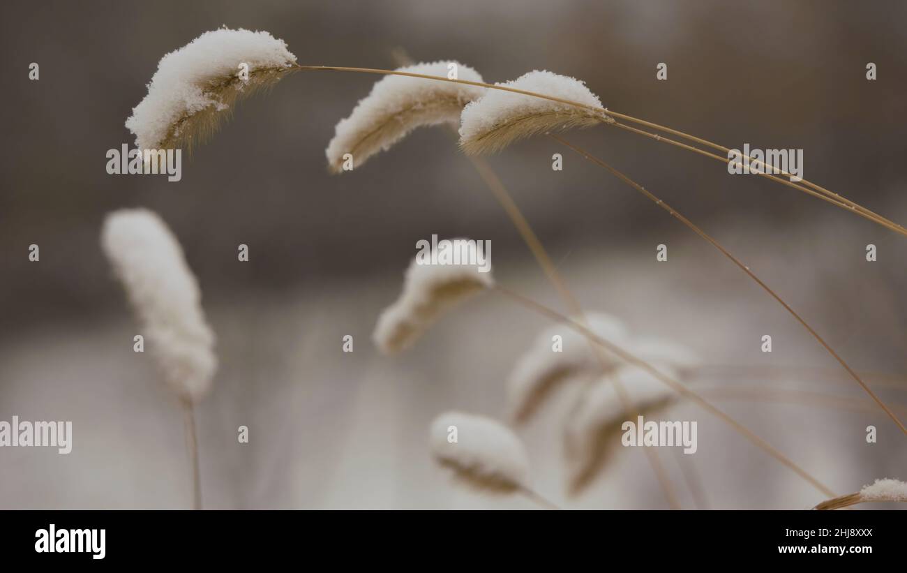Dog's-tail grass or Cynosurus cristatus covered in snow Stock Photo