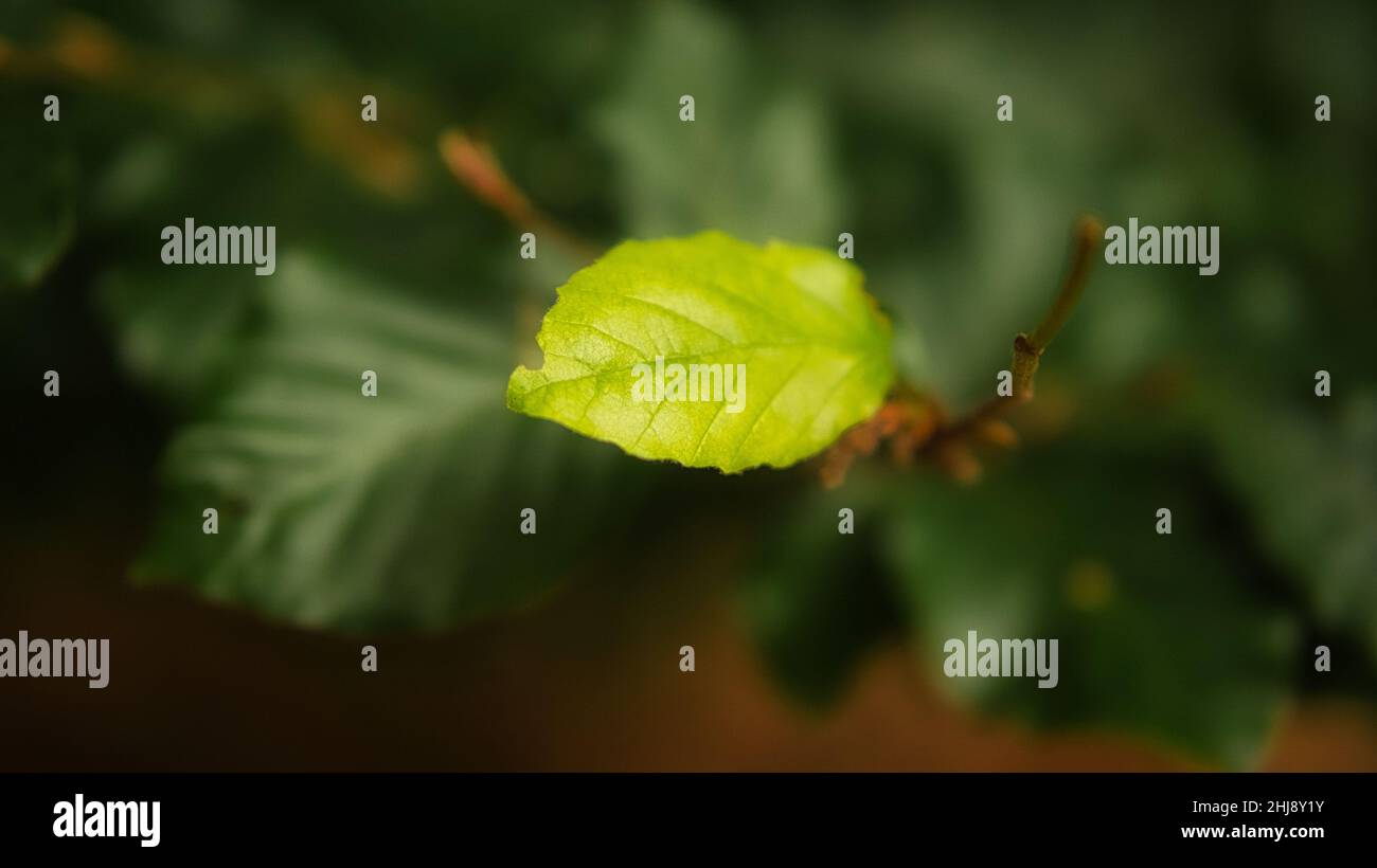 Closeup shot tree leaf hi-res stock photography and images - Alamy