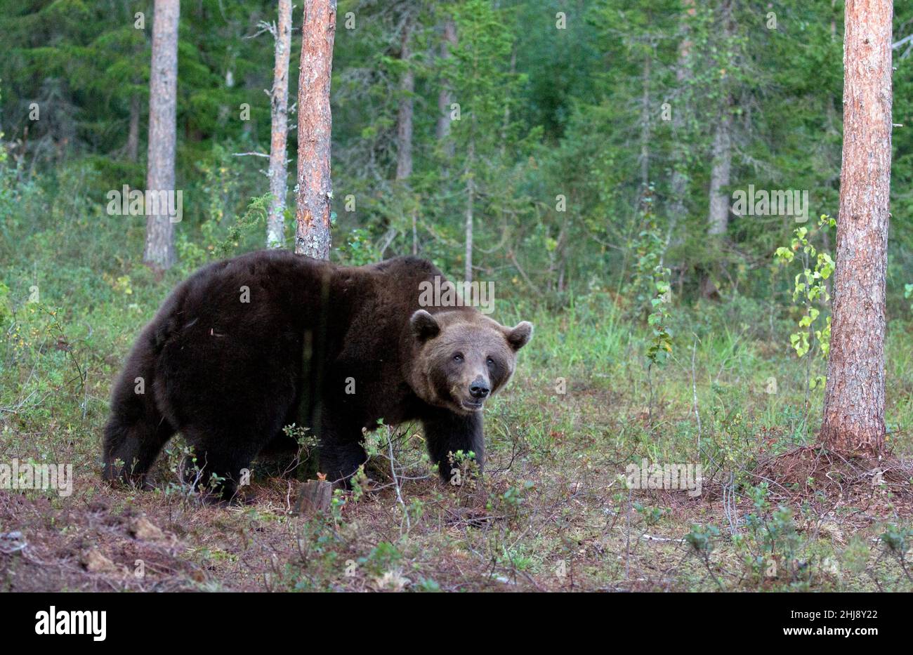 Photo of a brown bear in Finland wood Stock Photo - Alamy