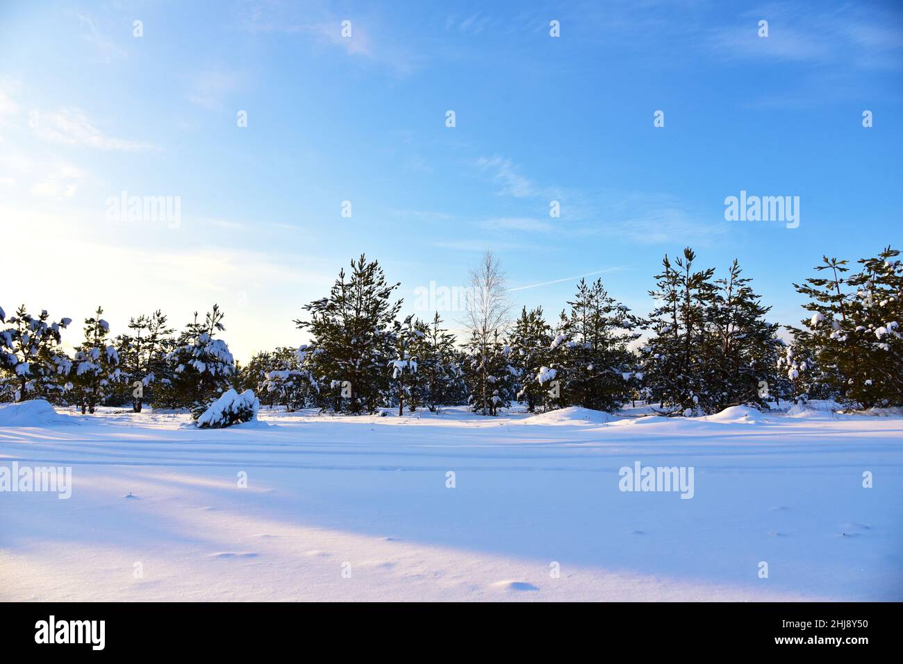 Winter landscape with snow covered green pine trees on the background ...