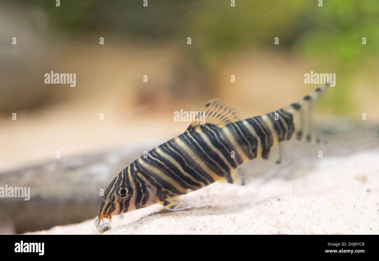 zebra loach in tank Stock Photo