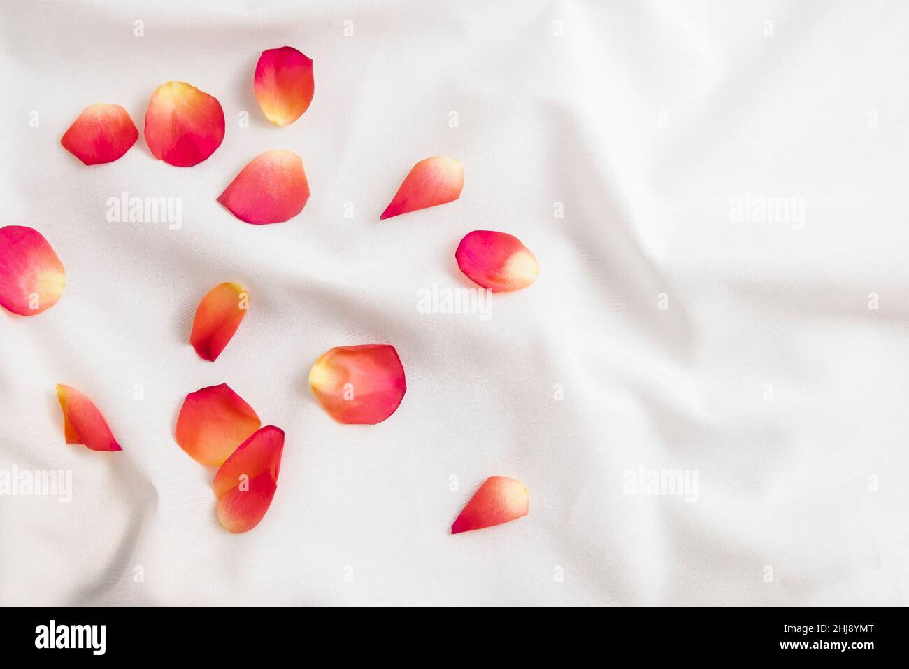 Pink rose petals on white bed sheet. Romantic Valentine's Day surprise Stock Photo