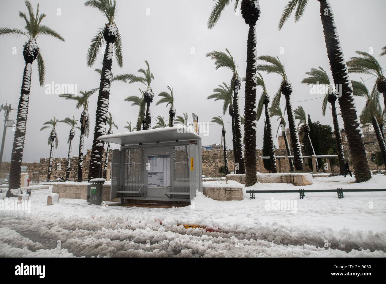Snowy Palm trees and bus station next to Damascus Gate. Jerusalem, Israel. Jan 27th 2022. ( Credit: Matan Golan/Alamy Live News Stock Photo