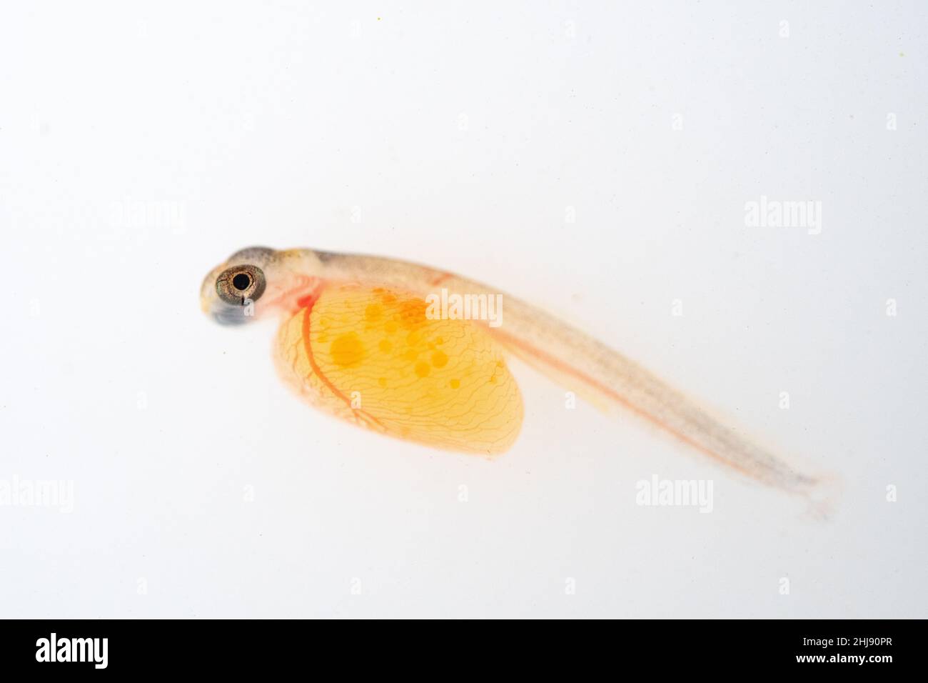 Brown trout alevin in lancashire fish farm Stock Photo Alamy
