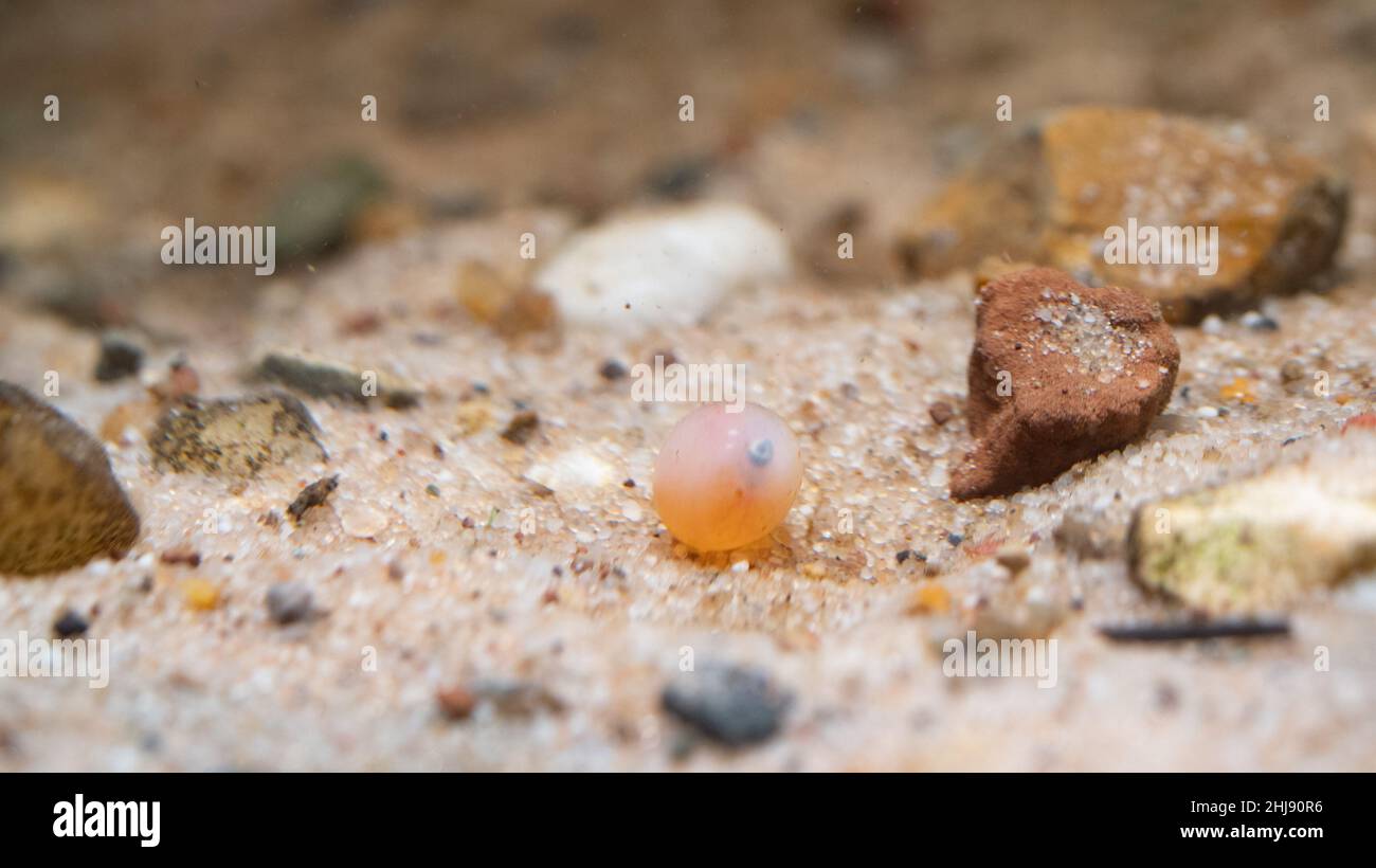 Brown trout alevin in lancashire fish farm Stock Photo Alamy
