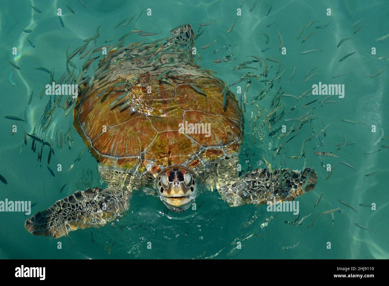 Grüne Meeresschildkröte, Suppenschildkröte, green sea turtle, Chelonia mydas, Curacao Stock Photo
