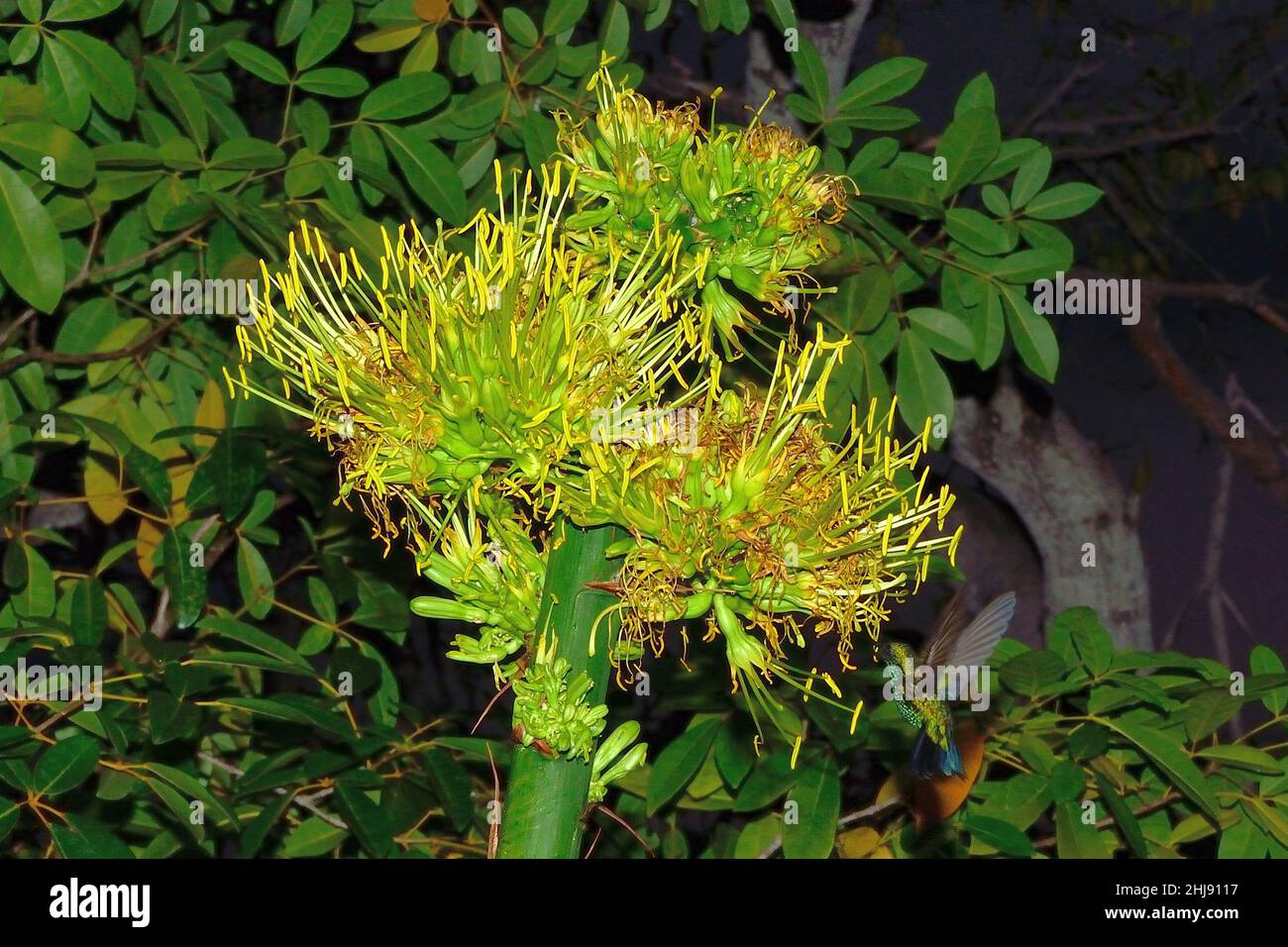 Blauschwanz-Smaragdkolibri an Agaven-Blütenstand, blue-tailed emerald at flowering agave, Chlorostilbon mellisugus, Curacao Stock Photo