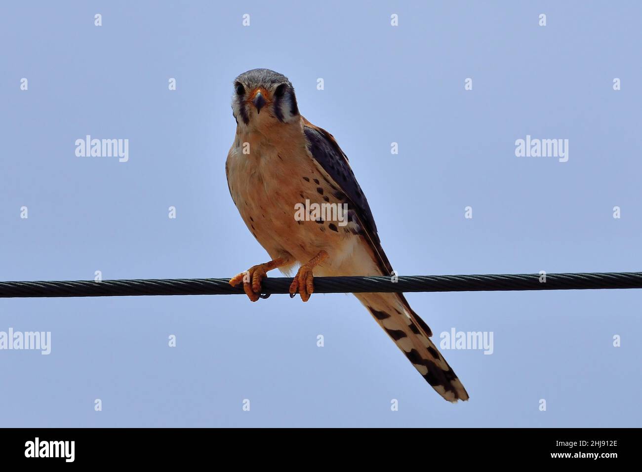 Buntfalke, Amerikanischer Turmfalke, sparrow hawk, american kestrel, Falco sparverius, Curacao Stock Photo