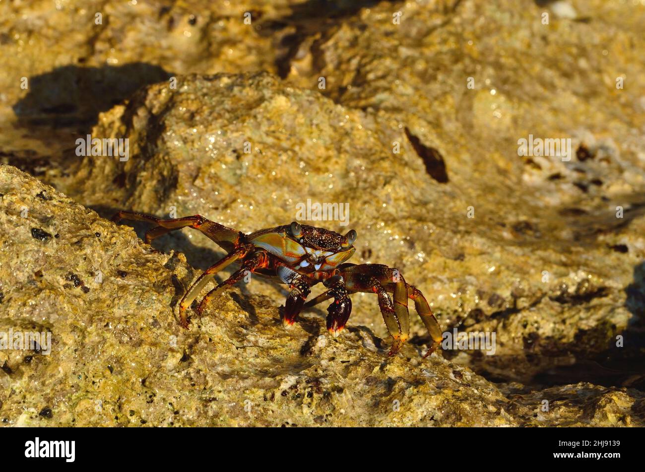 Rote Klippenkrabbe, red rock crab, Sally Lightfoot crab, Grapsus grapsus, Curacao Stock Photo