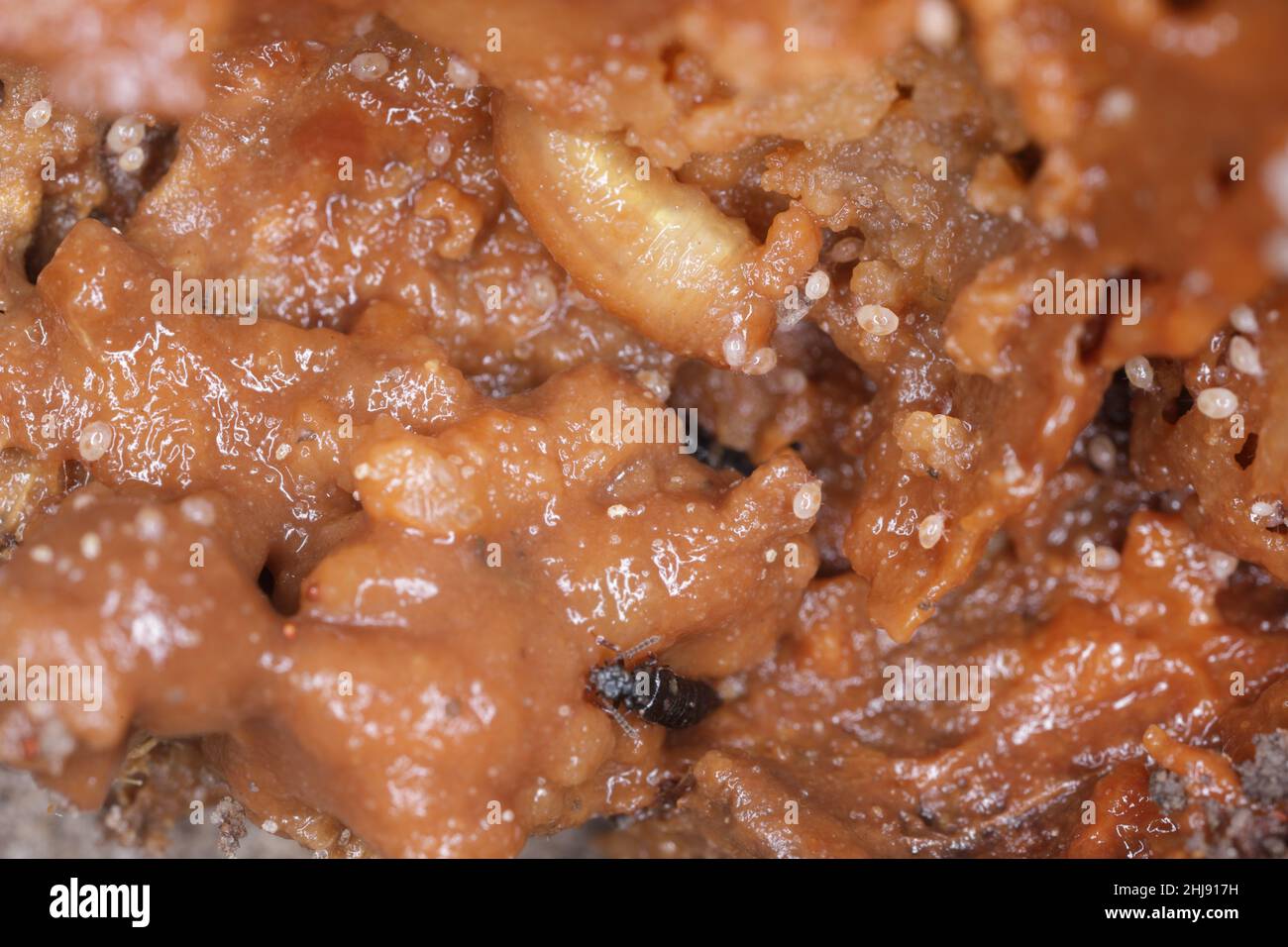 Staphylinidae beetle, mites and pupae of Eumerus strigatus in a rotting onion. Stock Photo