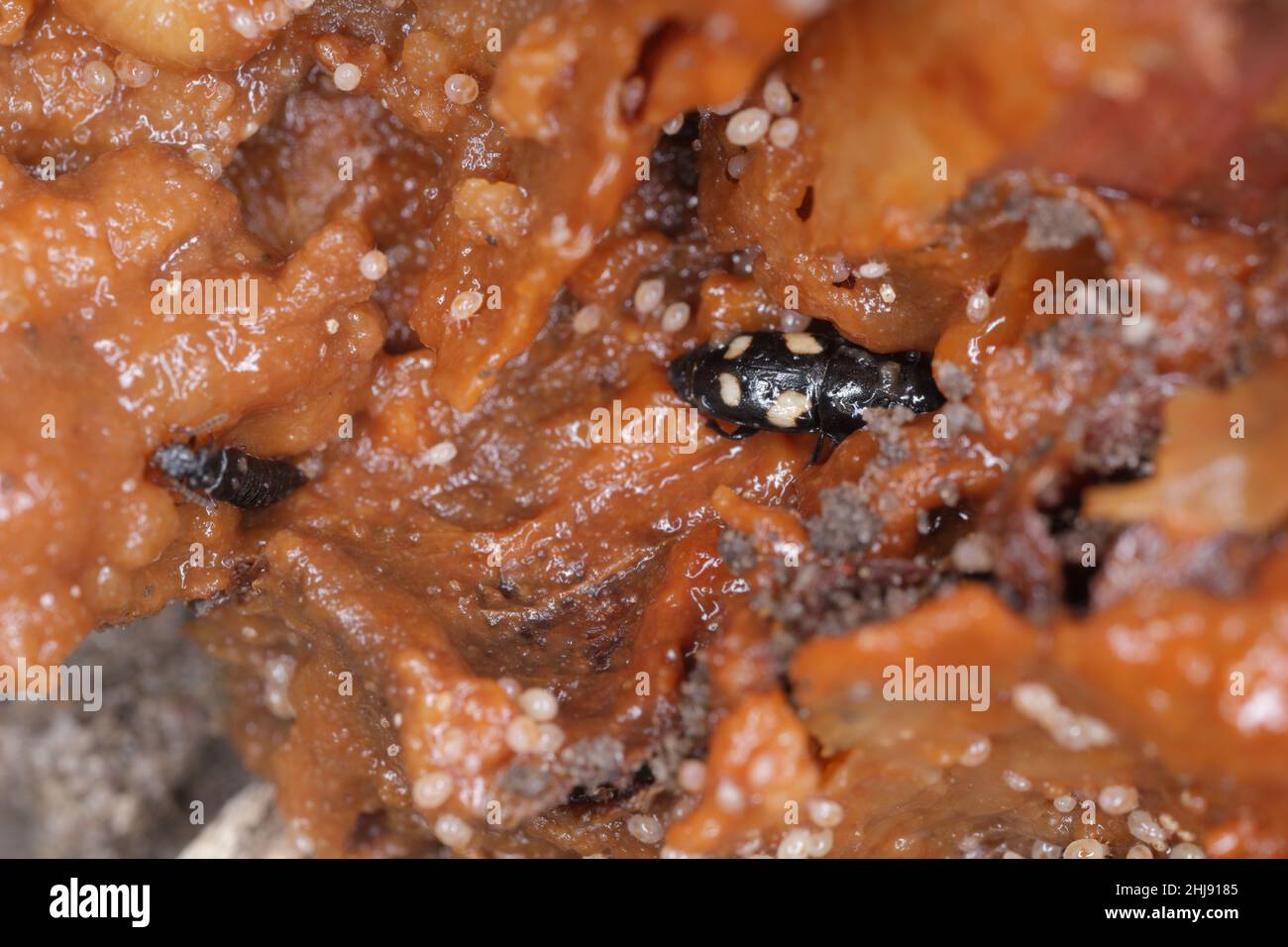Staphylinidae beetles, Glischrochilus and mites in rotting onions. Stock Photo