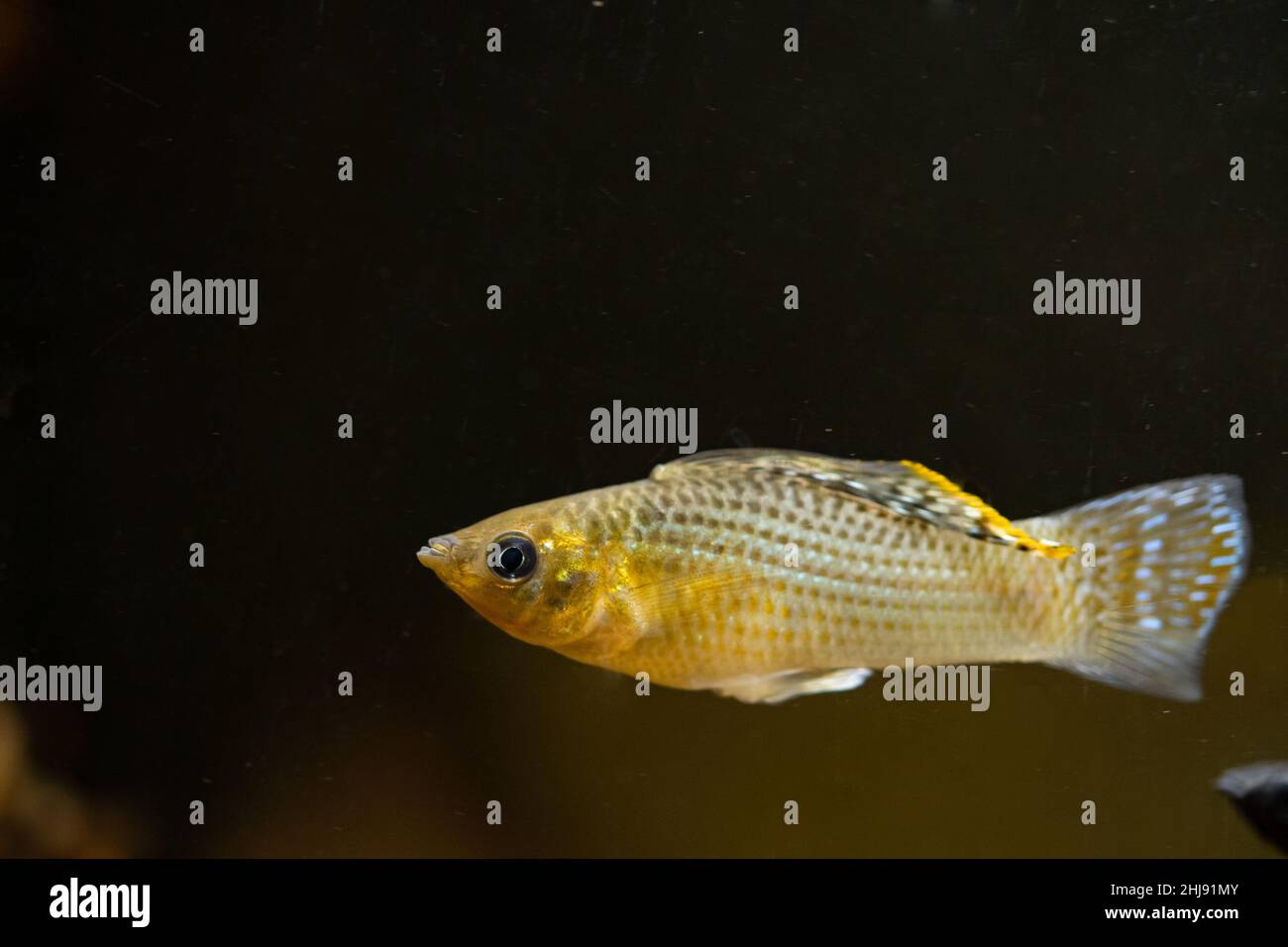 male sailfin molly in tank Stock Photo