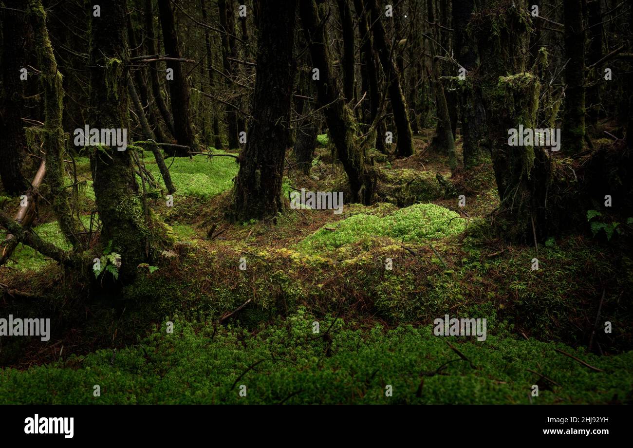 Dark forest with pine trees in Ireland. The soil is coverd with green mosses. Stock Photo