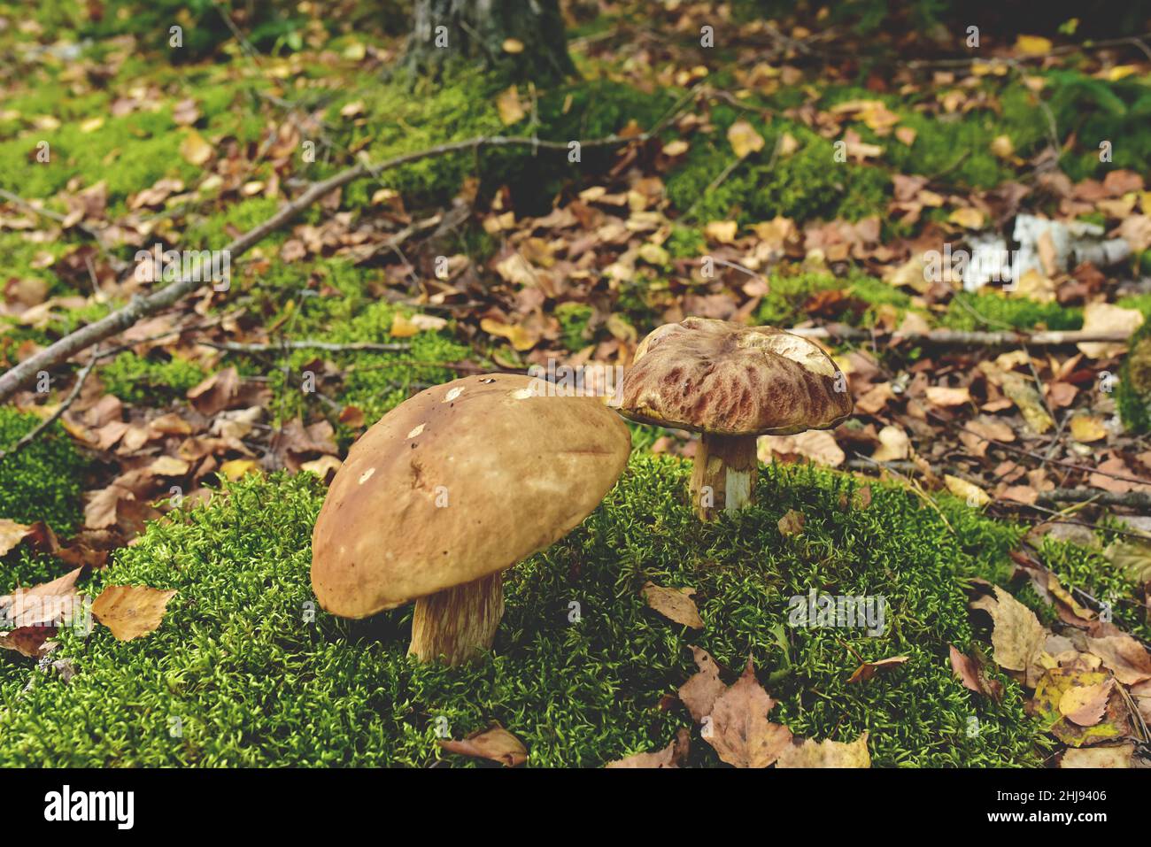 Porcini Cep in forest. Fungal Mycelium in moss in a forest. Bolete