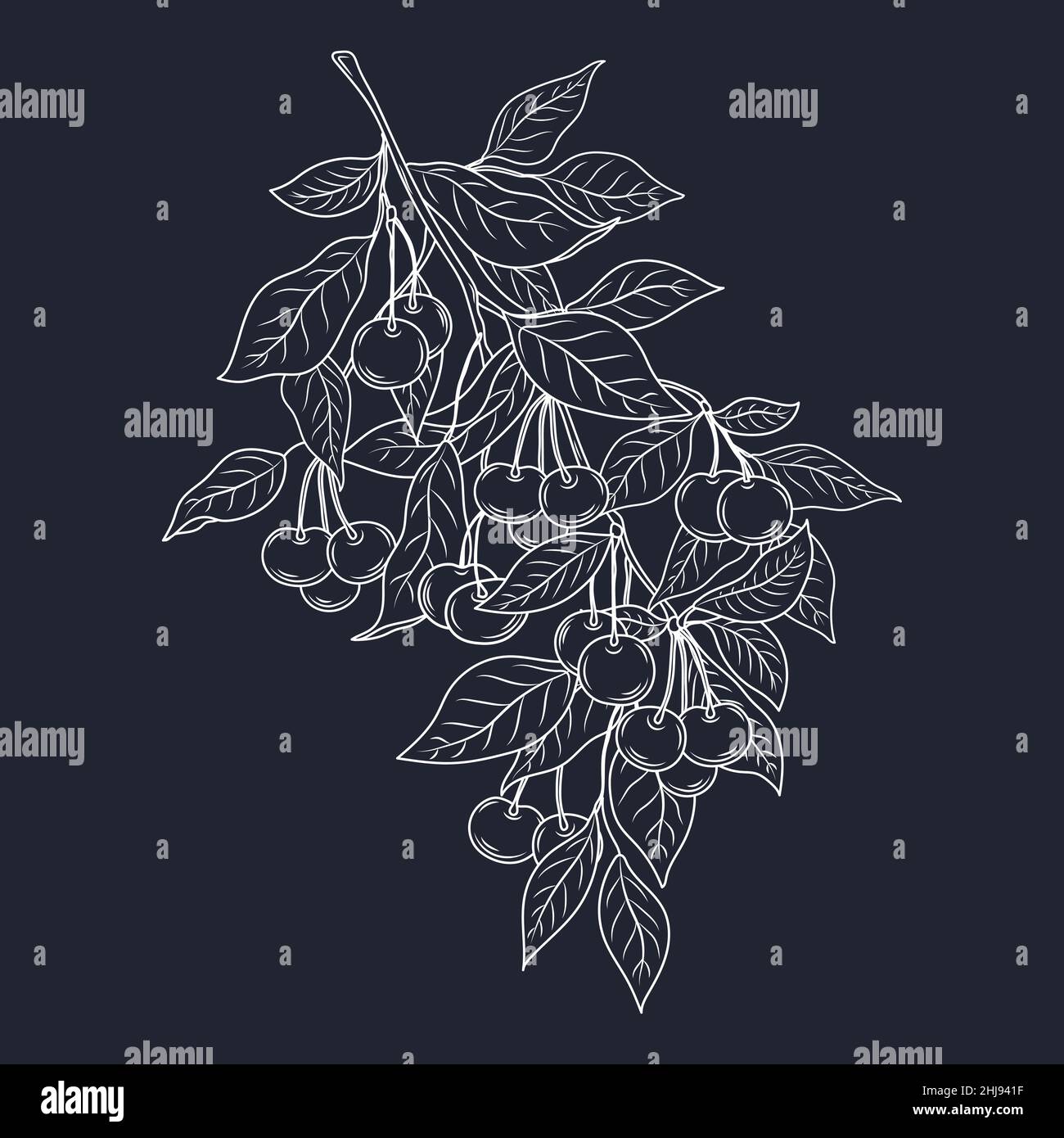 Cherry vector. Cherry branch with fruits. Stock Vector