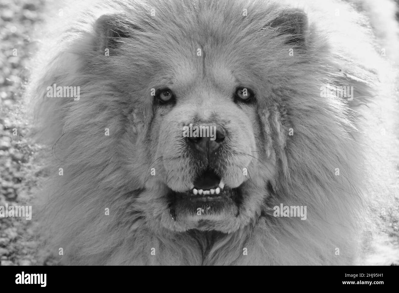 Chow chow puppy black and white 2025