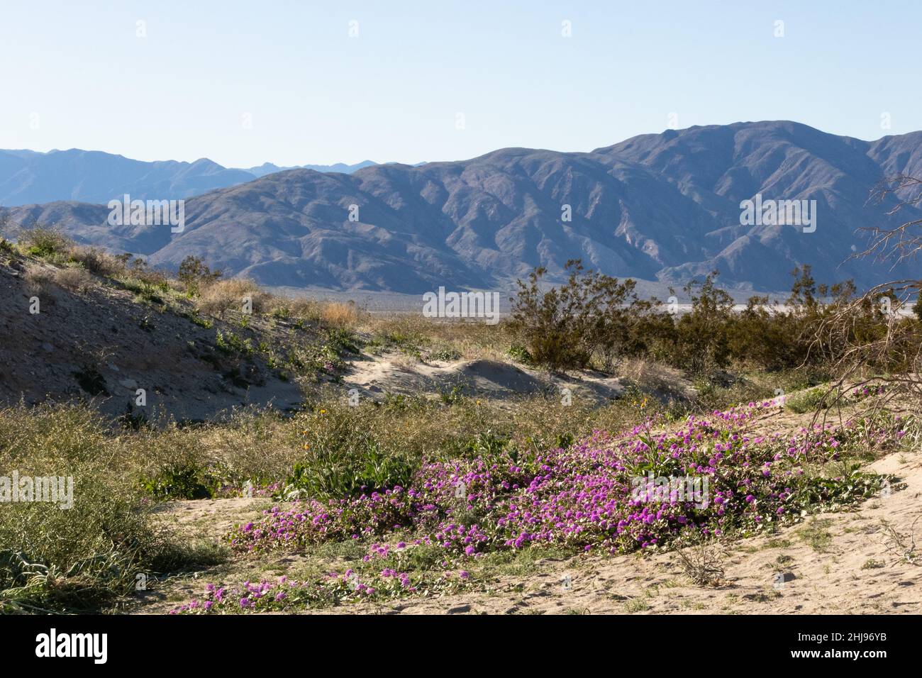 Southwest desert landscape with sand verbena magenta desert wildflowers, blue sky and mountains in springtime, camping, hiking and adventure in spring Stock Photo