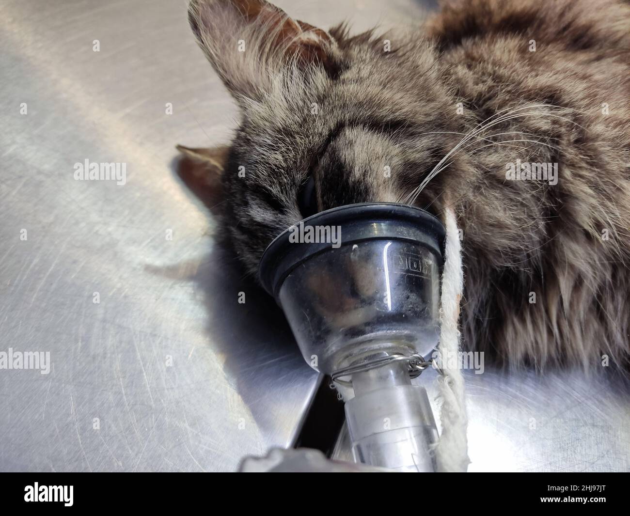 kitten intubated by the vet during surgery Stock Photo