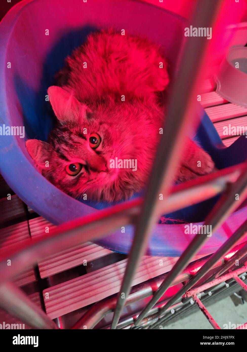 kitten intubated by the vet during surgery Stock Photo