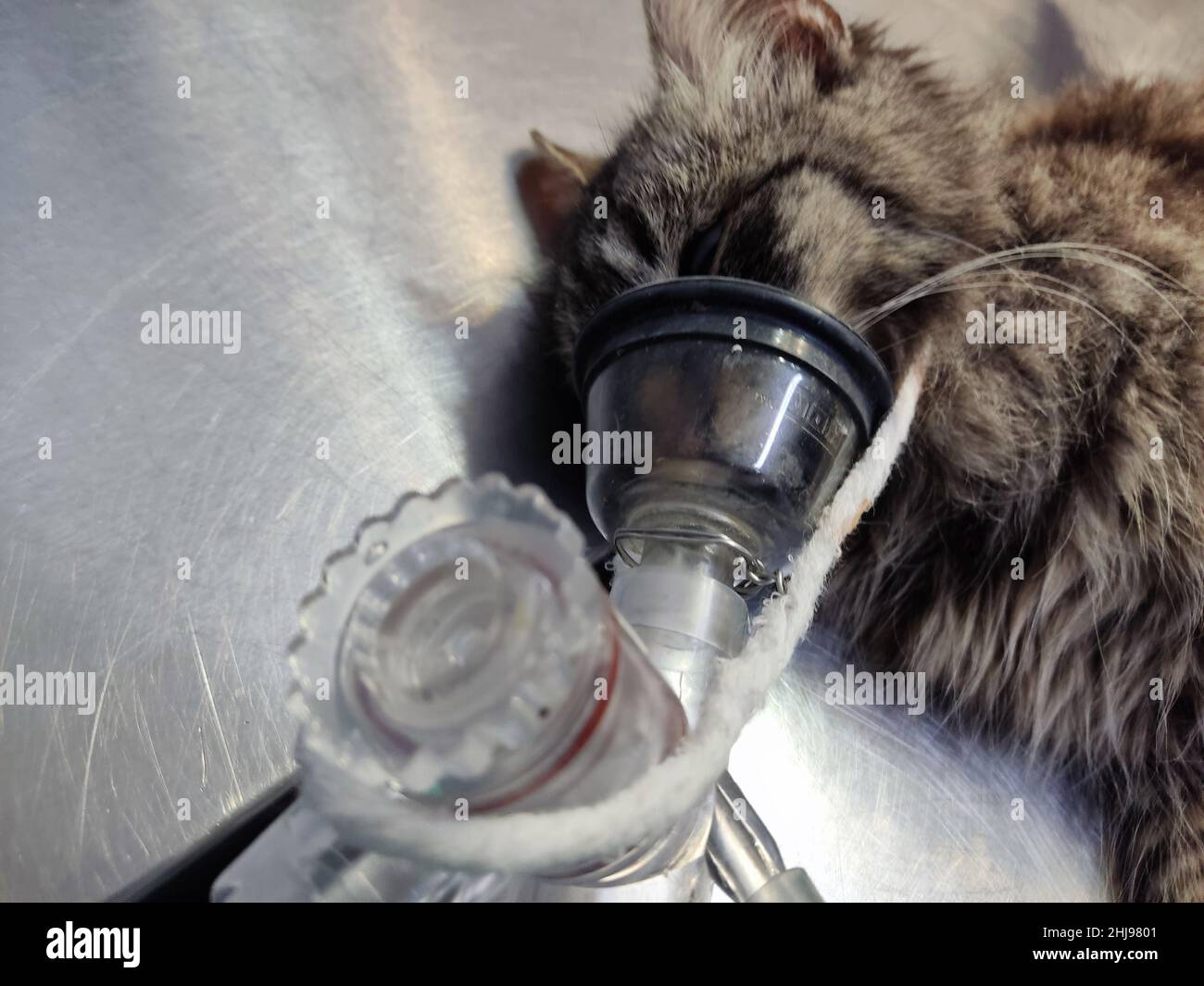 kitten intubated by the vet during surgery Stock Photo