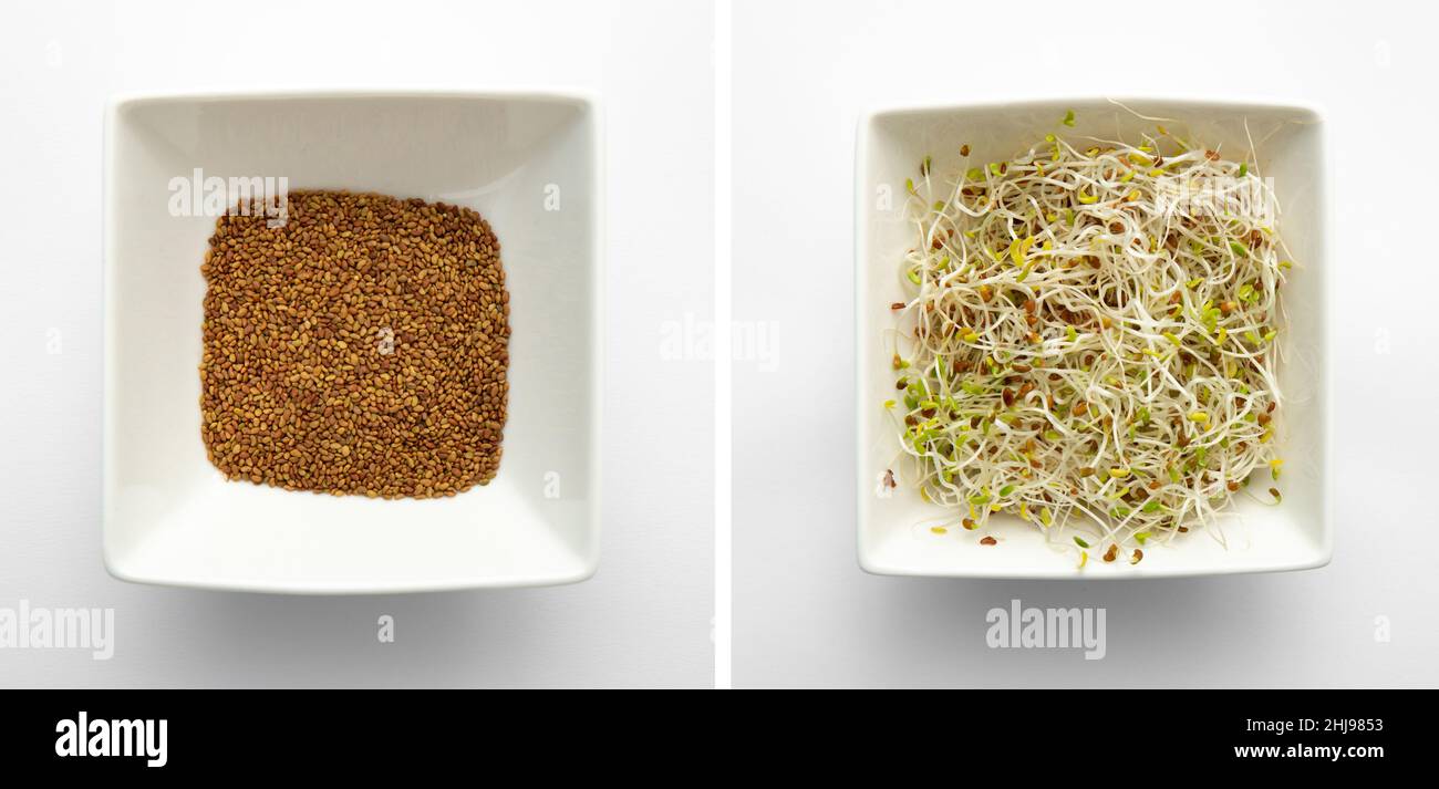 Lucerne or Alfalfa (Medicago sativa) seed sprouts in white bowl on white background, studio shot. Before germination on left and after 4 days. Stock Photo