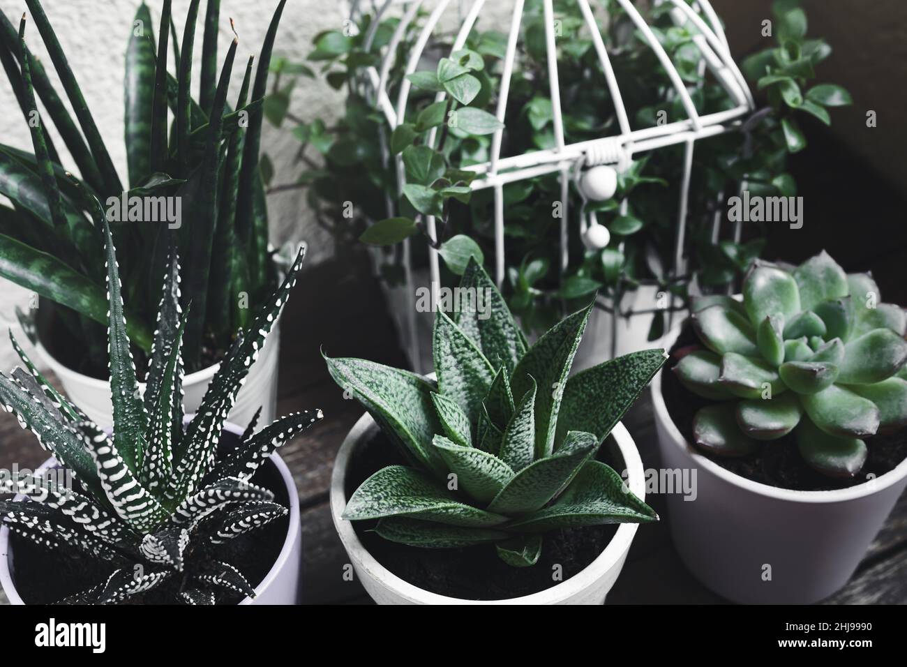 Different succulent home plants: haworthia, echeveria, gasteria, sansevieria fernwood and callisia - home gardening and connecting with nature concept Stock Photo