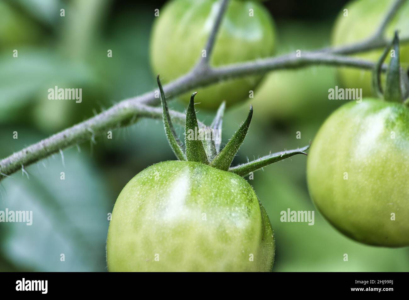 Macro image of unripe tomatoes Stock Photo