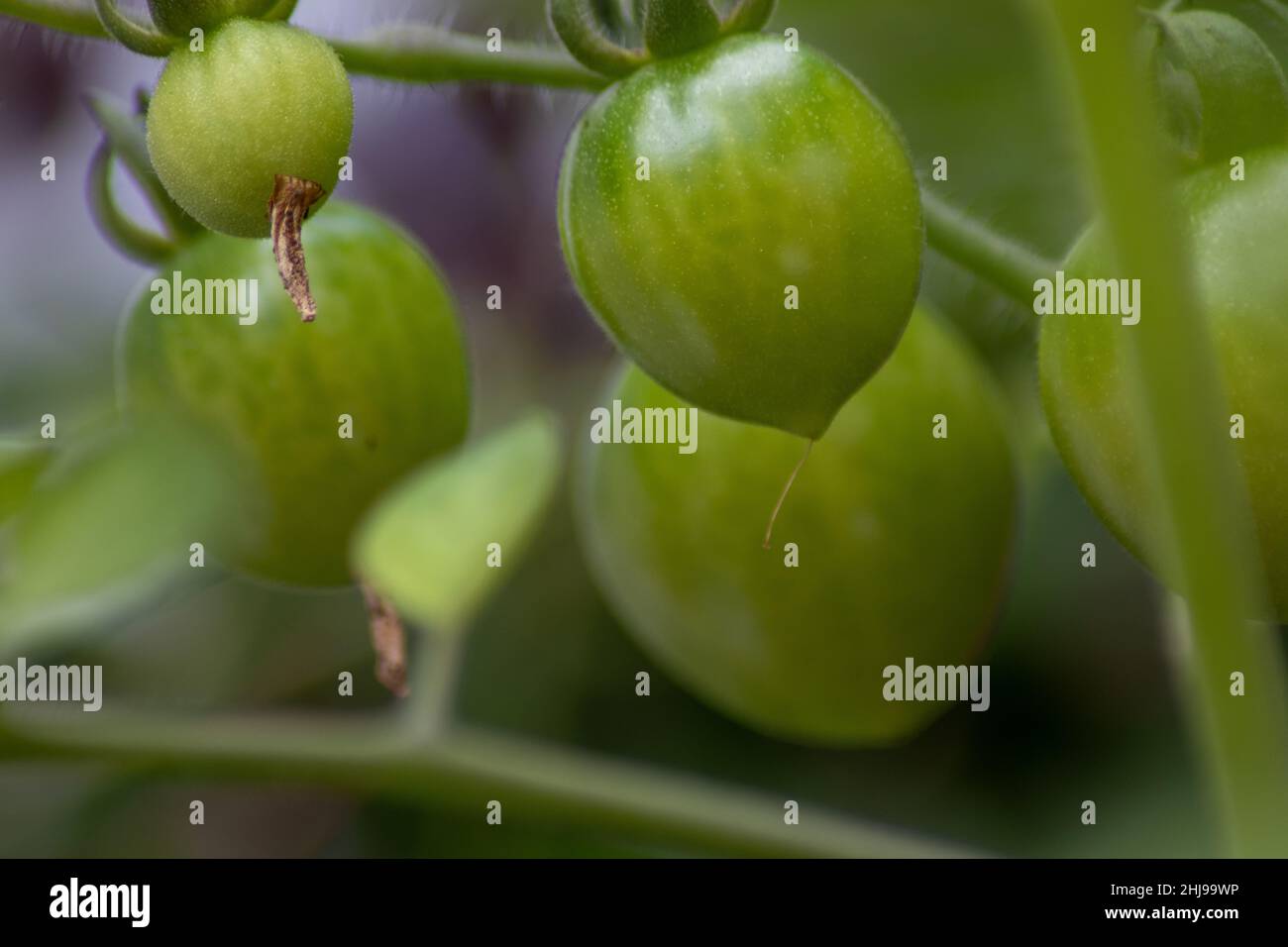 Macro image of unripe tomatoes Stock Photo