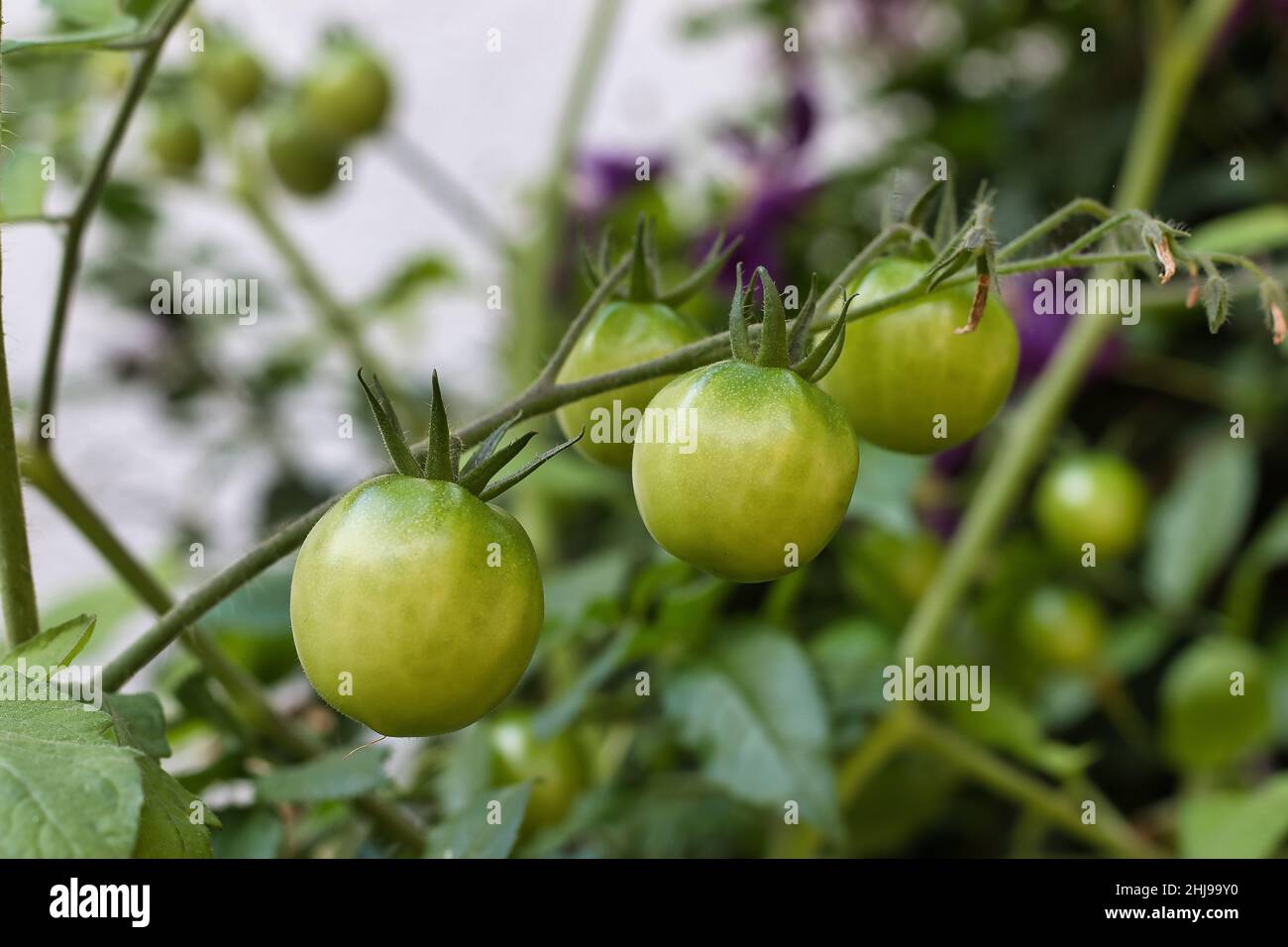 Macro image of unripe tomatoes Stock Photo