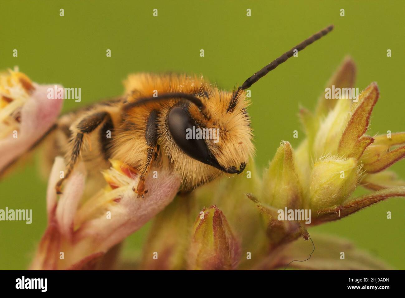 Closeup on a male of the rare Red bartsia bee, Melitta tricincta Stock Photo