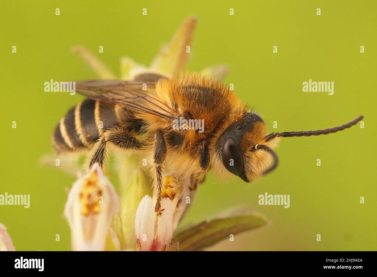 Closeup on a male of the rare Red bartsia bee, Melitta tricincta, on it's hostplant Stock Photo