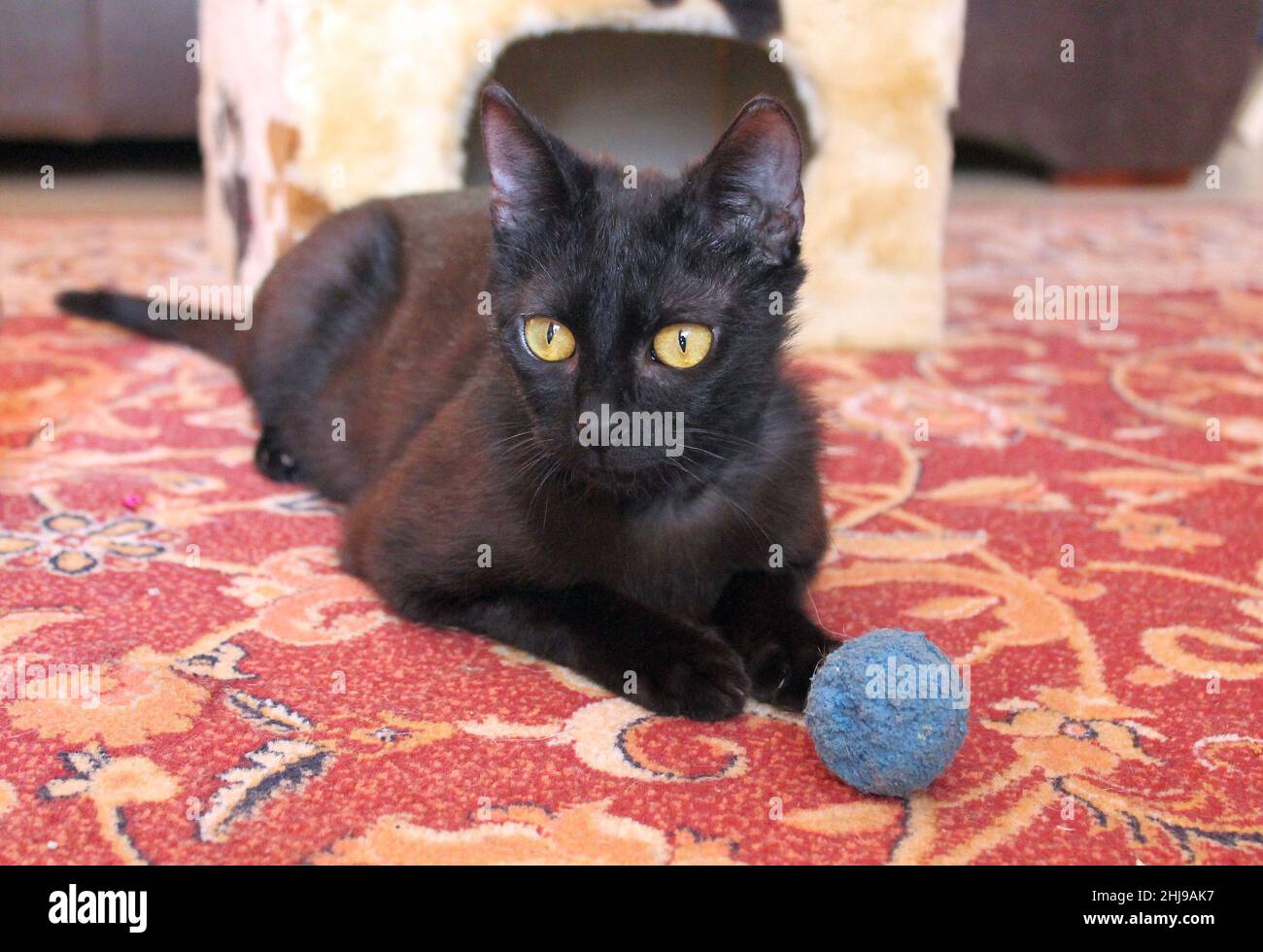 A black cat is lying down, having a play break. Portrait of a black cat with yellow eyes. A scratching post in the background. Stock Photo