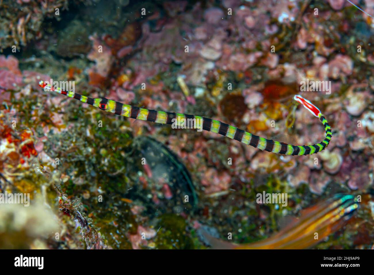 Pipefishes or pipe-fishes Syngnathinae are a subfamily of small fishes, which, together with the seahorses Stock Photo