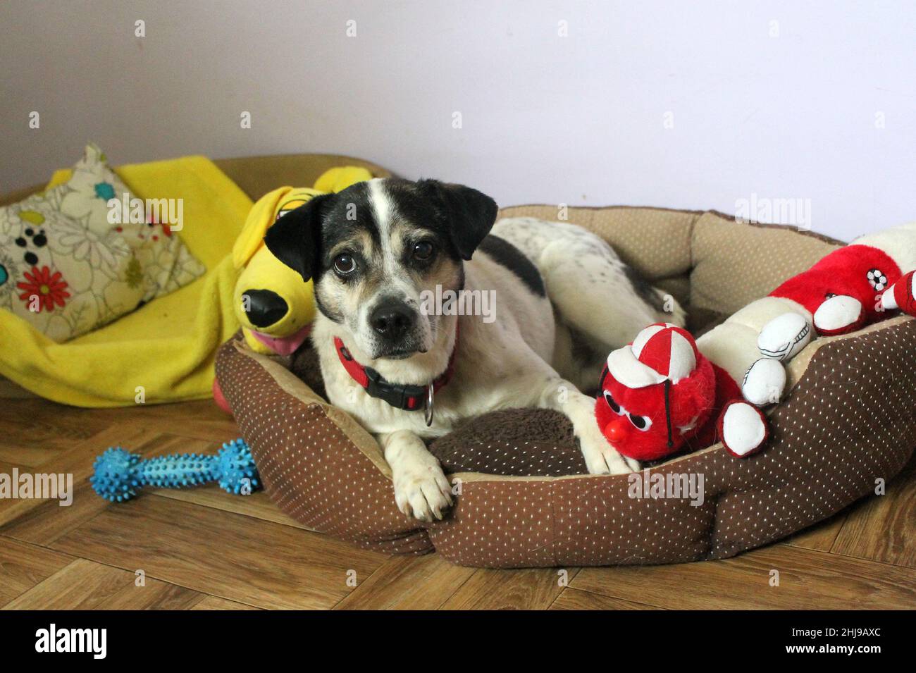 A three-colored dog rests in its bed. Colorful surroundings. A Latin dog poses in his bed with toys all around. Stock Photo