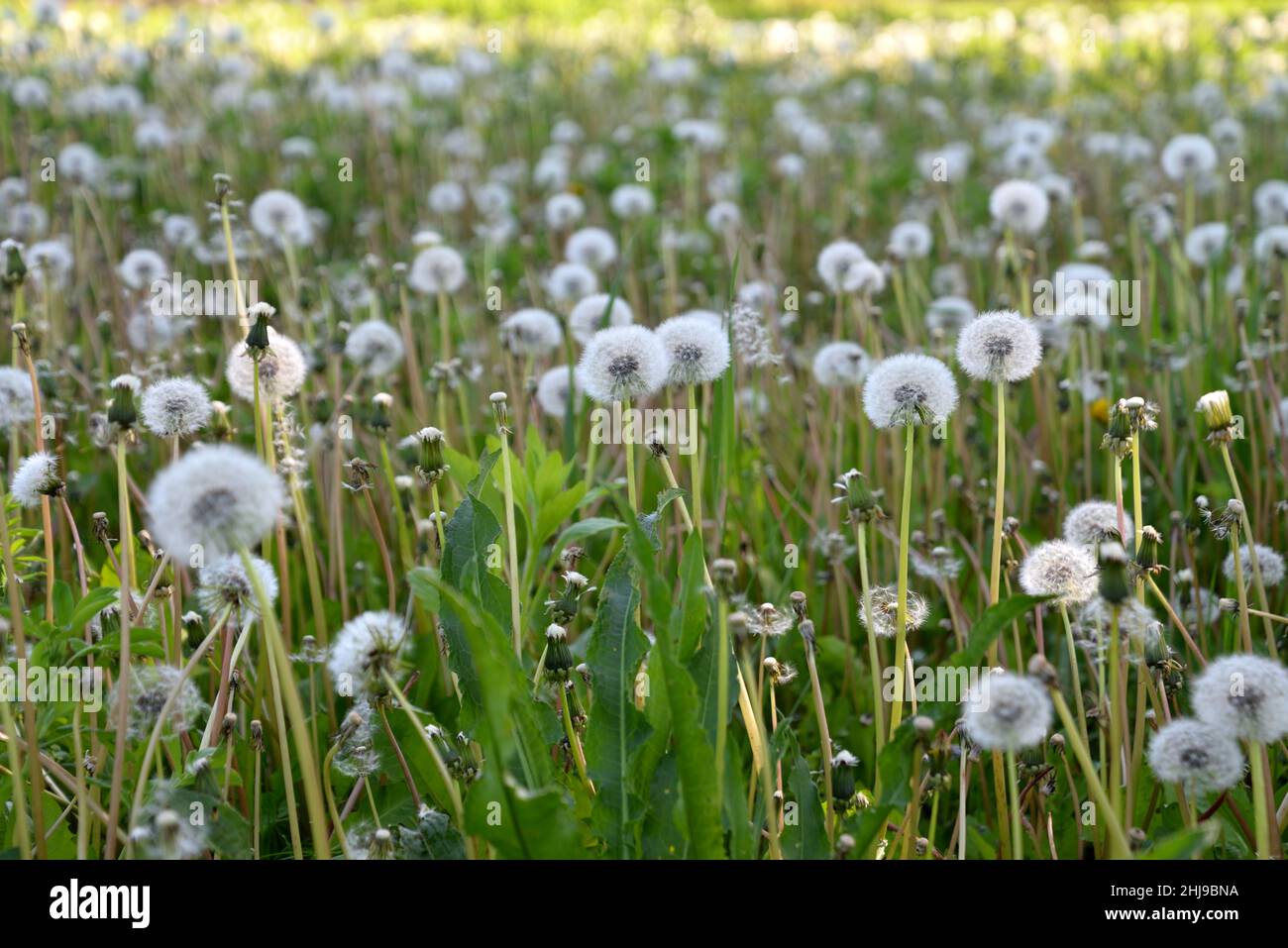 Green grass background with white dandelions Stock Photo