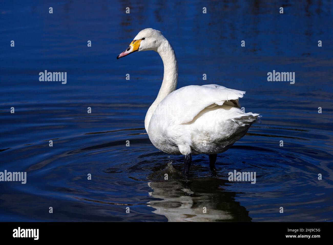 Swan swimming in freshwater Stock Photo