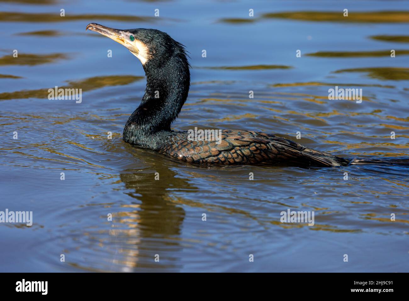 Cormorant swimming in calm water Stock Photo