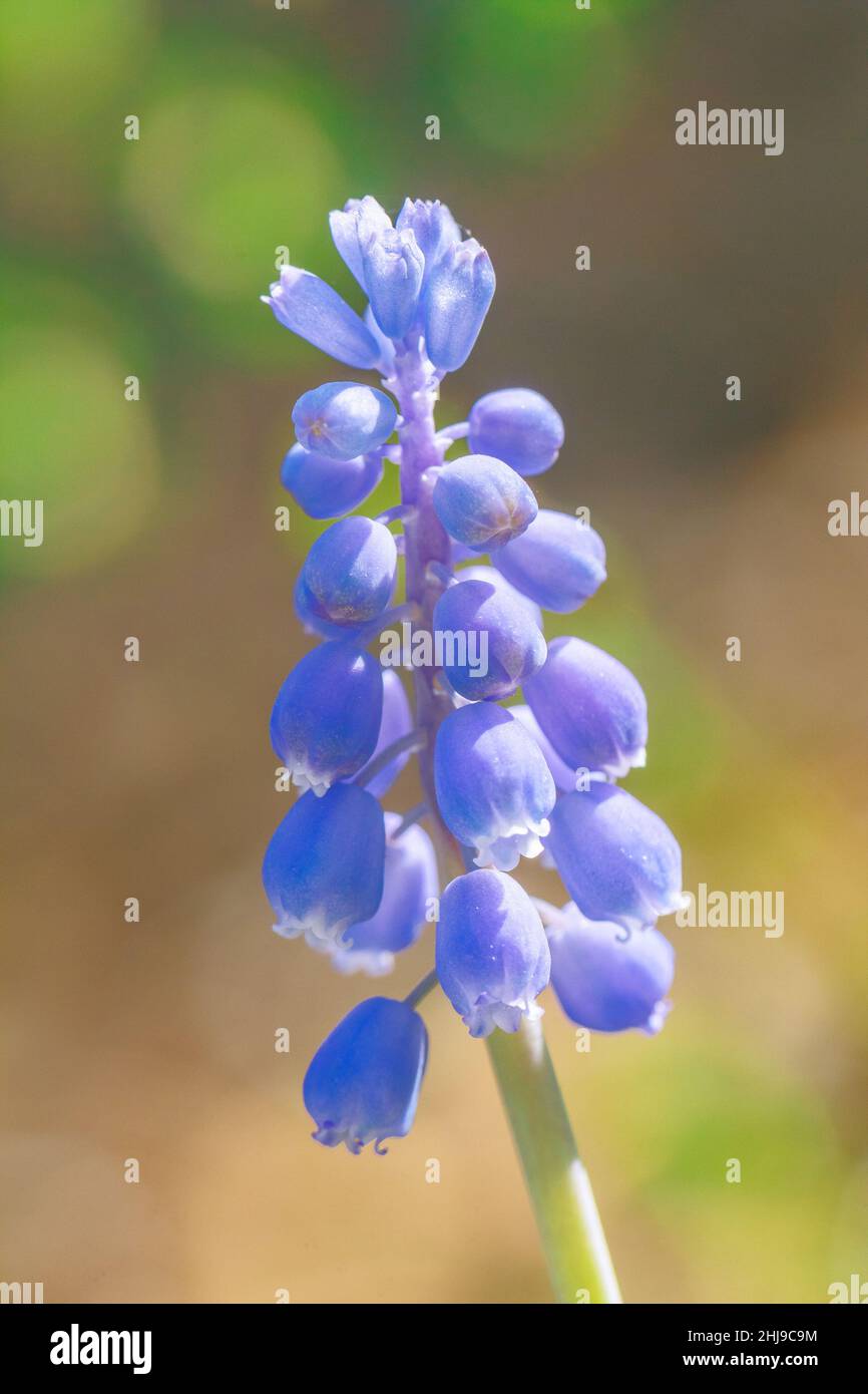 Muscari - grape hyacinth flower in close-up view. Stock Photo