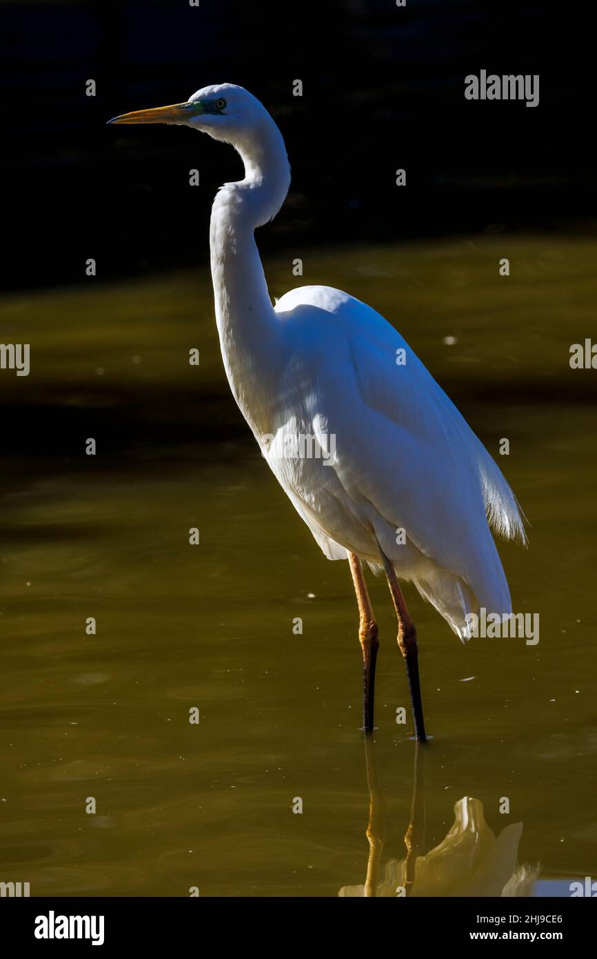 Great white heron wading in shallow water Stock Photo