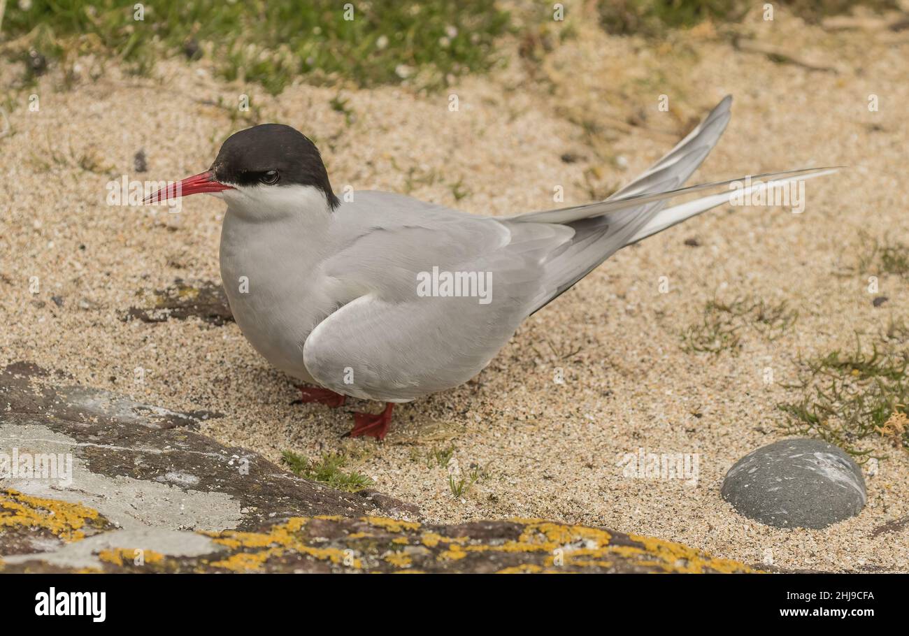 A close up of an Arctic Tern . Shown in the breeding season after a long migration to the Farne Island, UK. Stock Photo