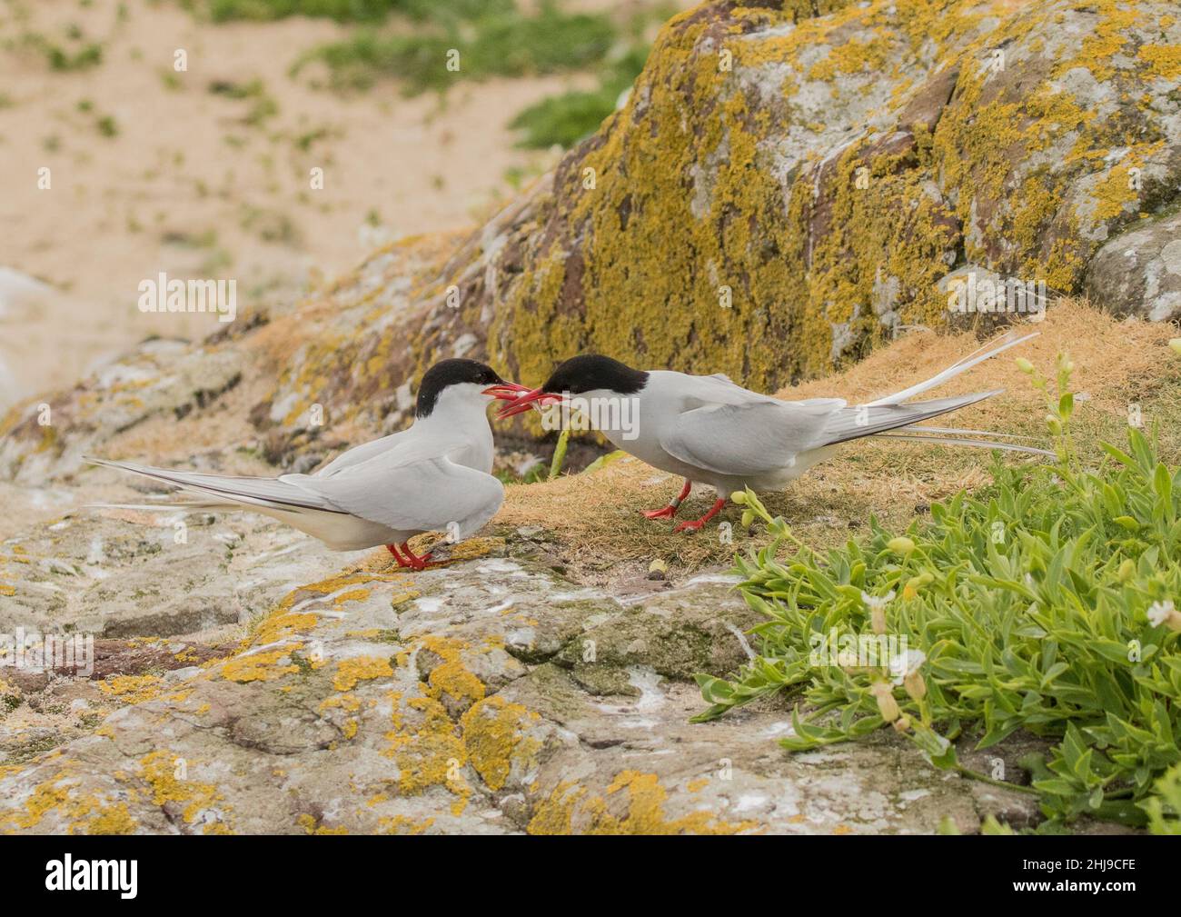 A pair iof Arctic Terns exhibiting courtship feeding. Sharing a fish , Farne Islands , UK Stock Photo