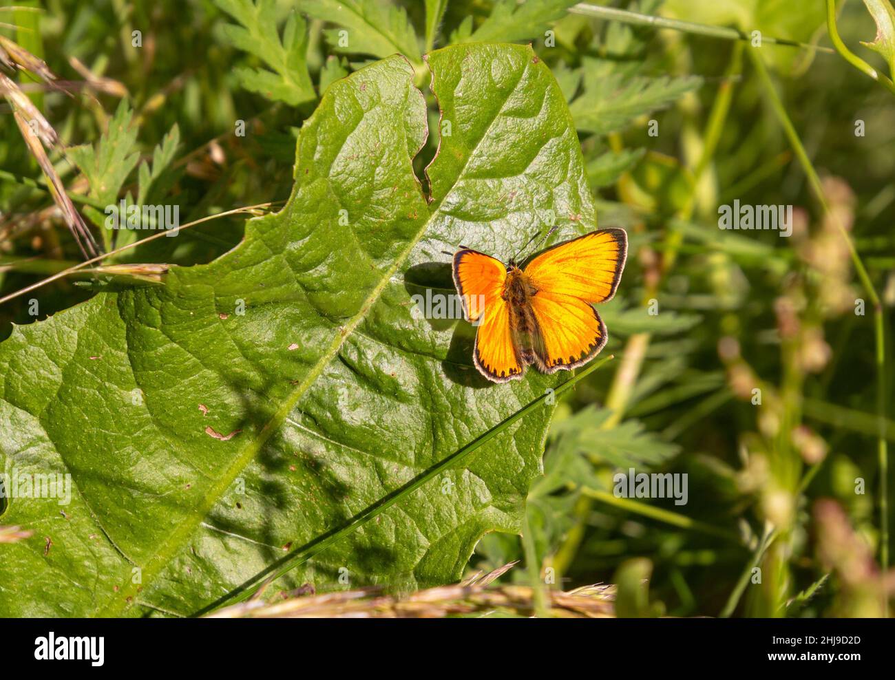 male scarce copper butterfly (Lycaena virgaureae) in mountain meadow of Pfossental (Naturpark Texelgruppe) Schnals Südtirol Stock Photo