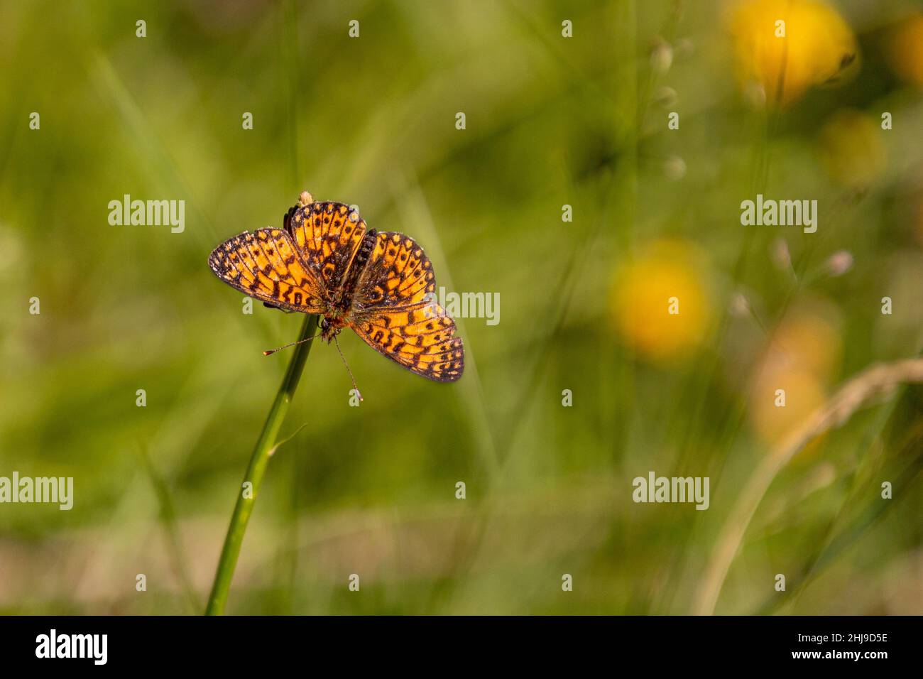 Macro of a silver-bordered fritillary (boloria selene) butterfly with blurred bokeh background; pesticide free environmental protection concept Stock Photo