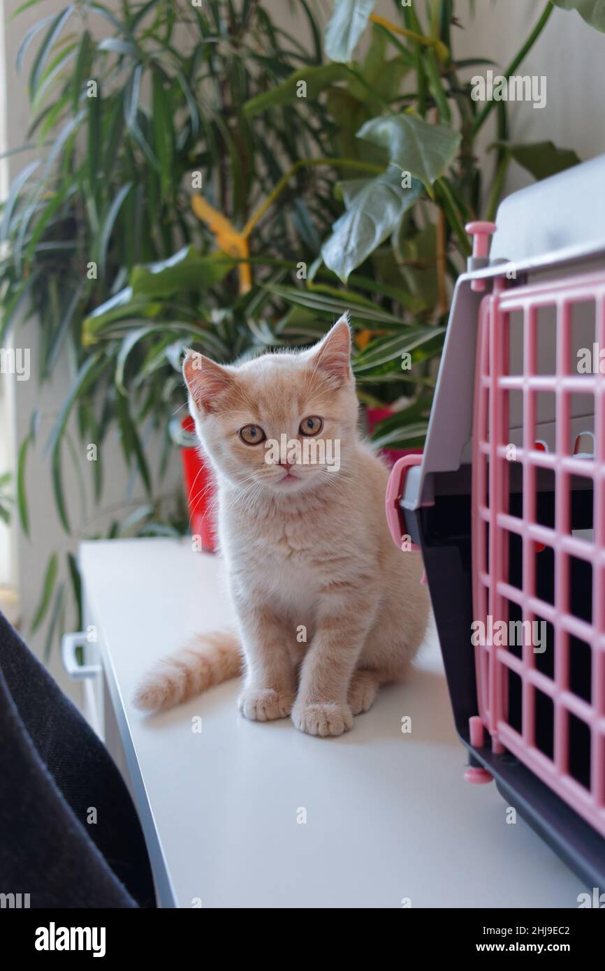 A small cute shorthair kitten sits on a table with green plants in the ...