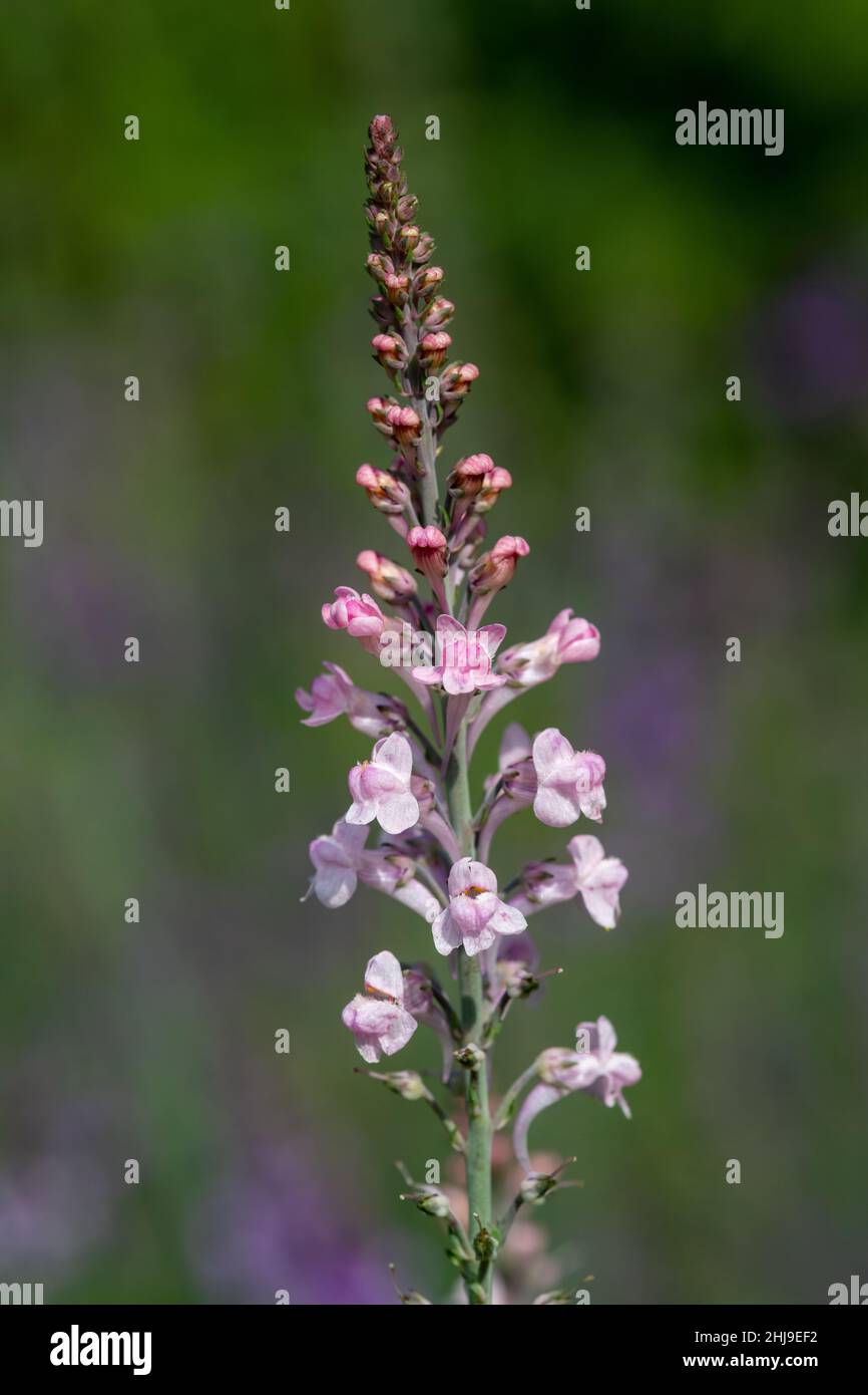 Close up of a pink toadflax (linaria purpurea) flower in bloom Stock Photo
