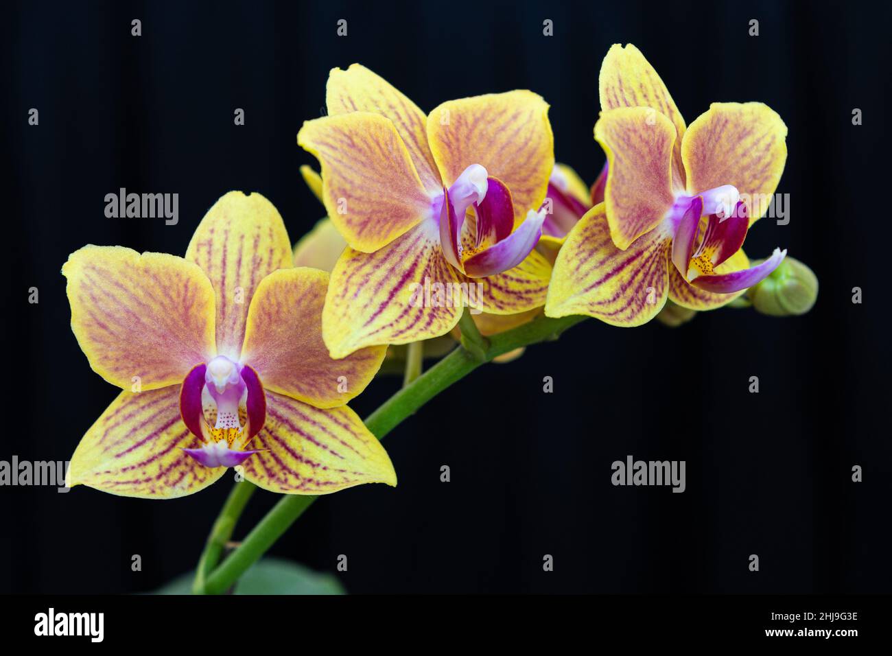 Yellow orchid on a black background for your love. An ideal romantic and tender gift and kind attention. Stock Photo