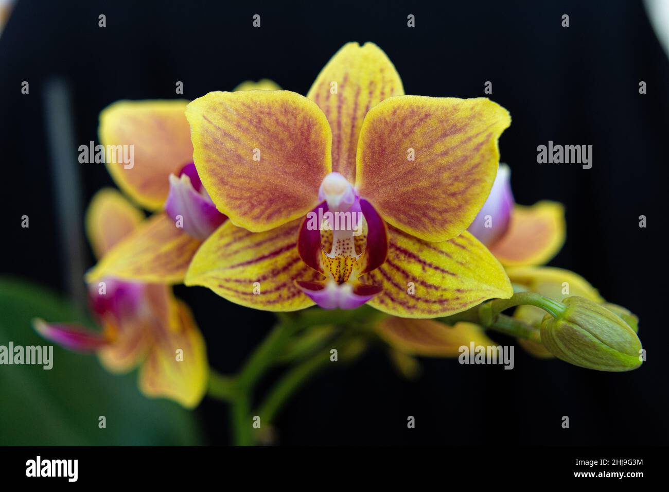 Yellow orchid on a black background for your love. An ideal romantic and tender gift and kind attention. Stock Photo