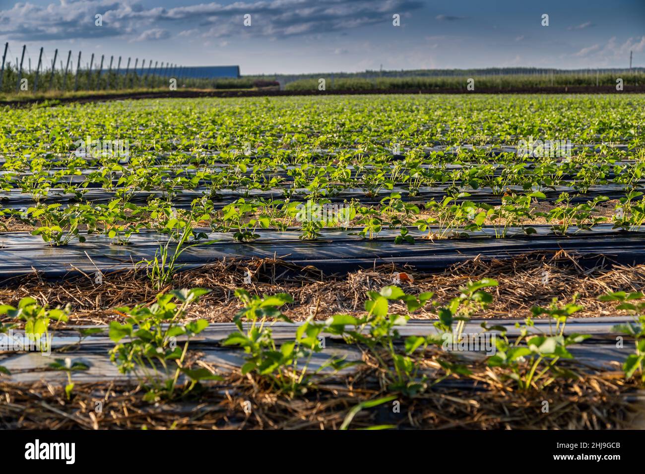 Strawberry plantation under mulch foil and with drip irrigation. Plants