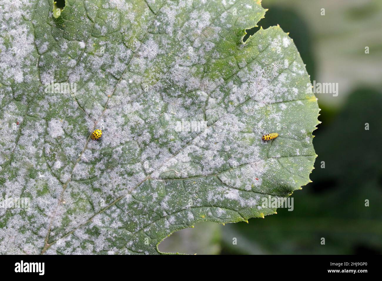 A 22-spot ladybird, Psyllobora vigintiduopunctata, family Coccinellidae eating powdery mildew on zucchini foliage. Adult insect and larva on zucchini Stock Photo