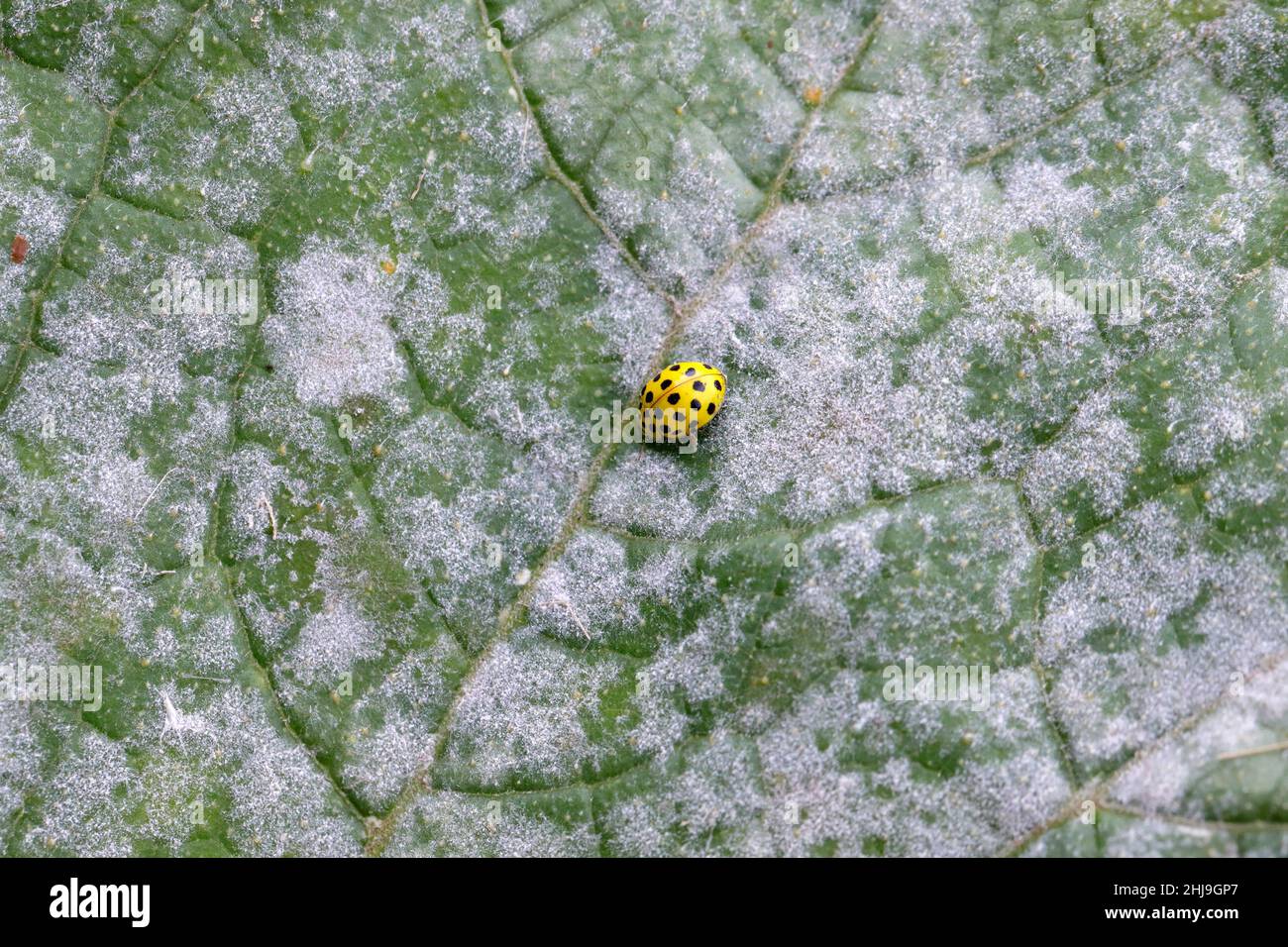 22-spot ladybird, Psyllobora vigintiduopunctata, family Coccinellidae eating powdery mildew on zucchini foliage. Adult insect on a zucchini leaf. Stock Photo
